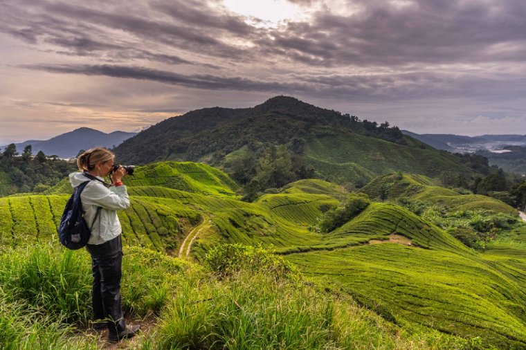 143 Cameron Highlands.jpg